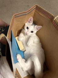 Lost Male Cat last seen Alicia by the Laguna hills high school, Laguna Hills, CA 92653