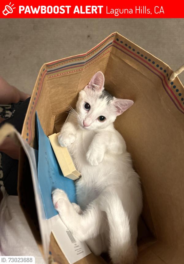 Lost Male Cat last seen Alicia by the Laguna hills high school, Laguna Hills, CA 92653