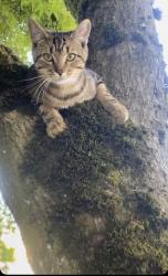 Lost Male Cat last seen Alley in between Lillian St & Longlac st, Coquitlam, BC V3J 3P1
