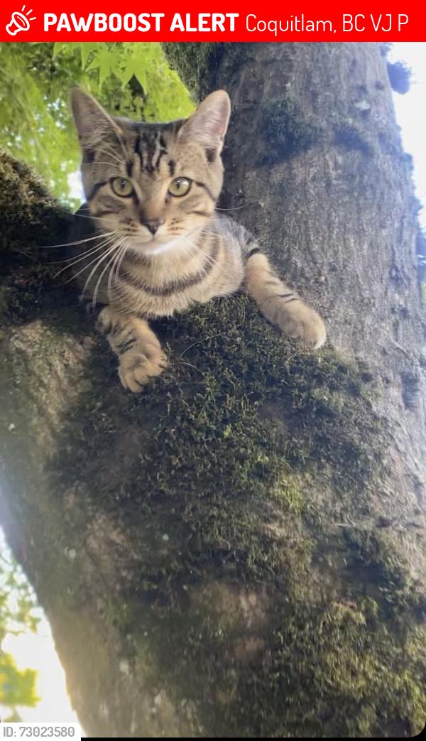 Lost Male Cat last seen Alley in between Lillian St & Longlac st, Coquitlam, BC V3J 3P1
