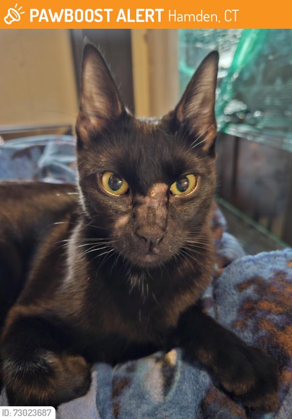 Found/Stray Female Cat last seen Fernwood Road, Hamden, CT 06517