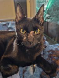 Found/Stray Female Cat last seen Fernwood Road, Hamden, CT 06517