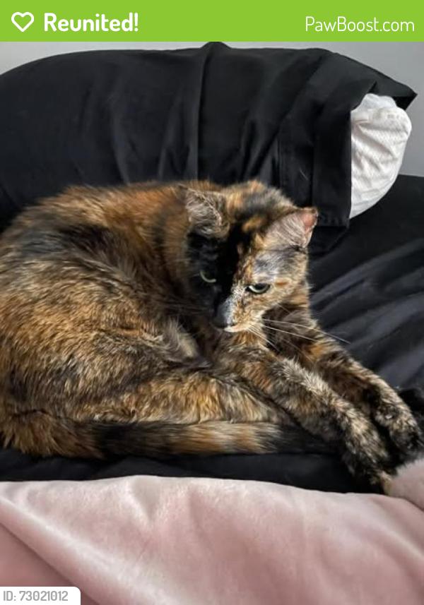 Reunited Female Cat last seen close to Culver, Rochester, NY 14609