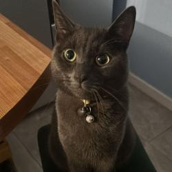 Reunited Male Cat last seen Little Hulton , Little Hulton, England M38 9DZ