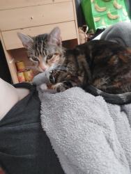 Reunited Female Cat last seen Near broadlea gardens , Bramley, England LS13 2SW