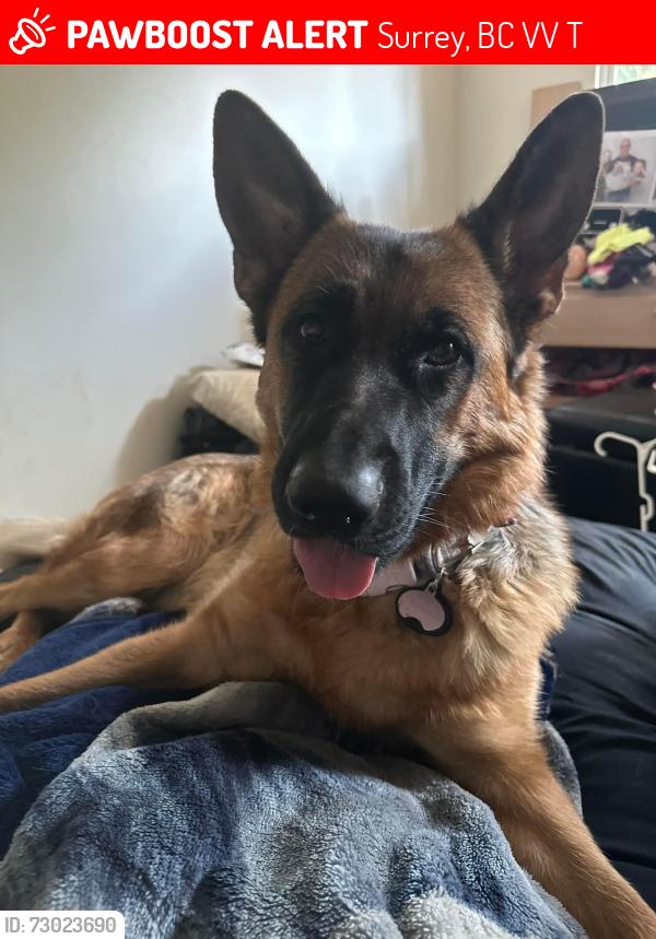 Lost Female Dog last seen Near 134B Street , Surrey, BC V3V 5T6