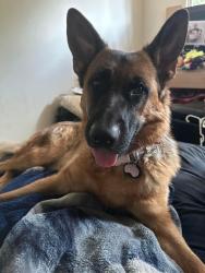 Lost Female Dog last seen Near 134B Street , Surrey, BC V3V 5T6