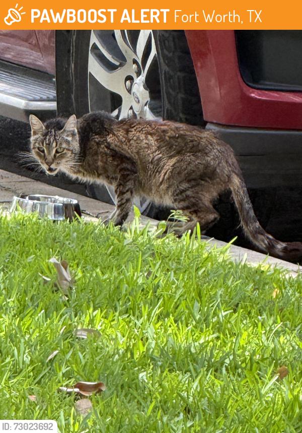 Found/Stray Unknown Cat last seen Collinwood/Sanguinet, Fort Worth, TX 76107