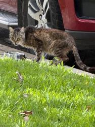 Found/Stray Unknown Cat last seen Collinwood/Sanguinet, Fort Worth, TX 76107
