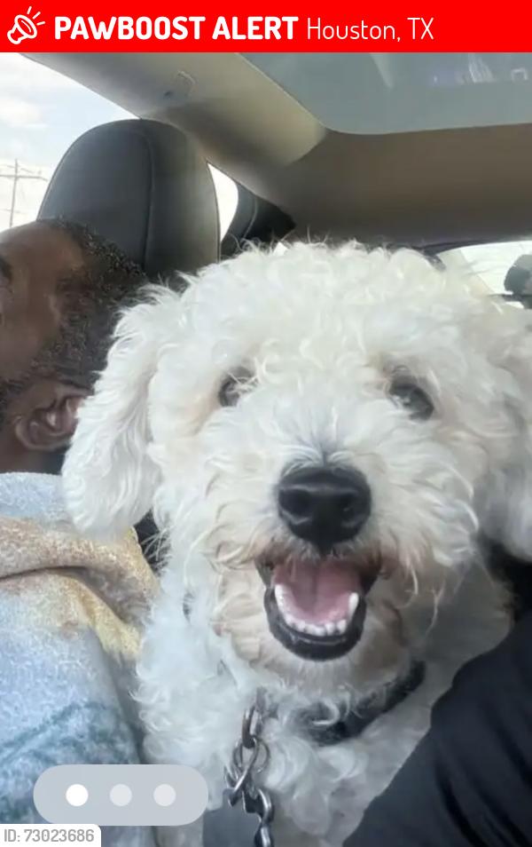 Lost Male Dog last seen Howell Sugar land rd and Bellaire blv, Houston, TX 77083