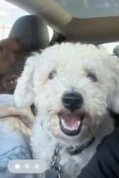 Lost Male Dog last seen Howell Sugar land rd and Bellaire blv, Houston, TX 77083