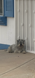 Found/Stray Male Dog last seen Del Rey and la Reina, Las Cruces, NM 88005