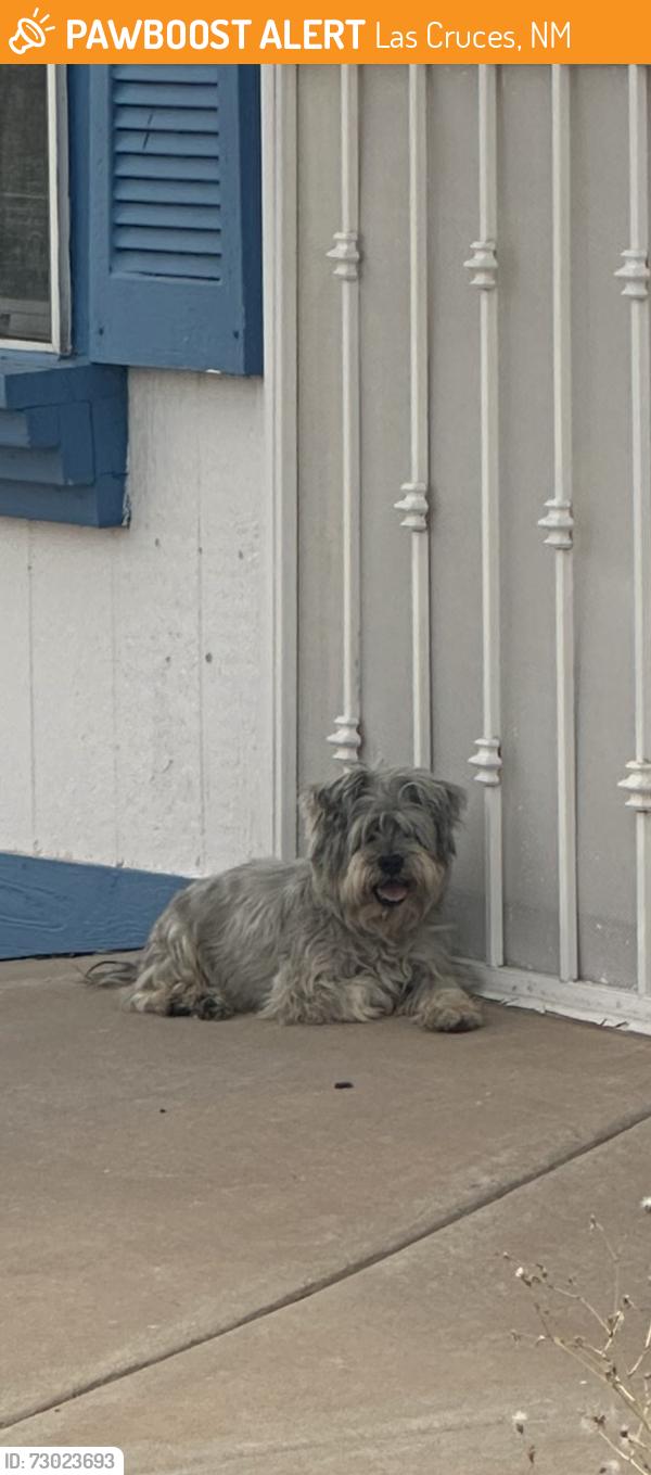 Found/Stray Male Dog last seen Del Rey and la Reina, Las Cruces, NM 88005