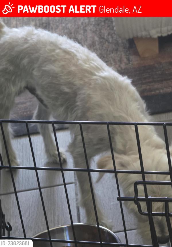 Lost Male Dog last seen Near W Sunnyslope Ln , Glendale, AZ 85302
