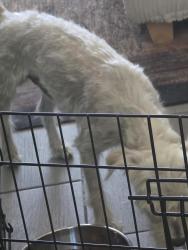 Lost Male Dog last seen Near W Sunnyslope Ln , Glendale, AZ 85302