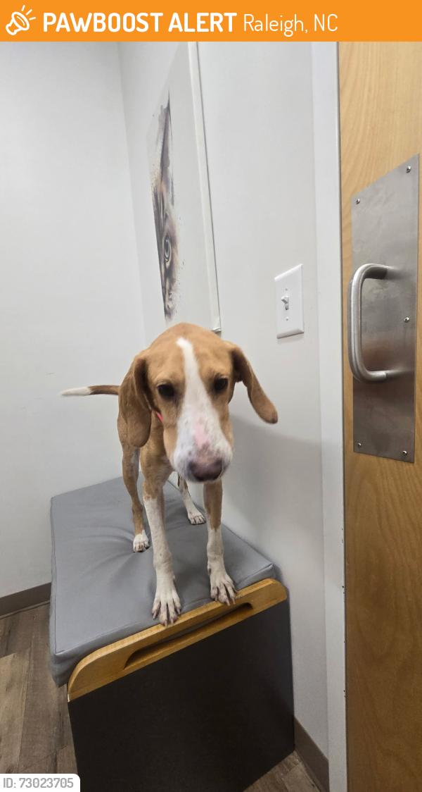 Found/Stray Female Dog last seen Rock Quarry Road, Raleigh, NC 27610