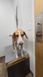 Found/Stray Female Dog last seen Rock Quarry Road, Raleigh, NC 27610