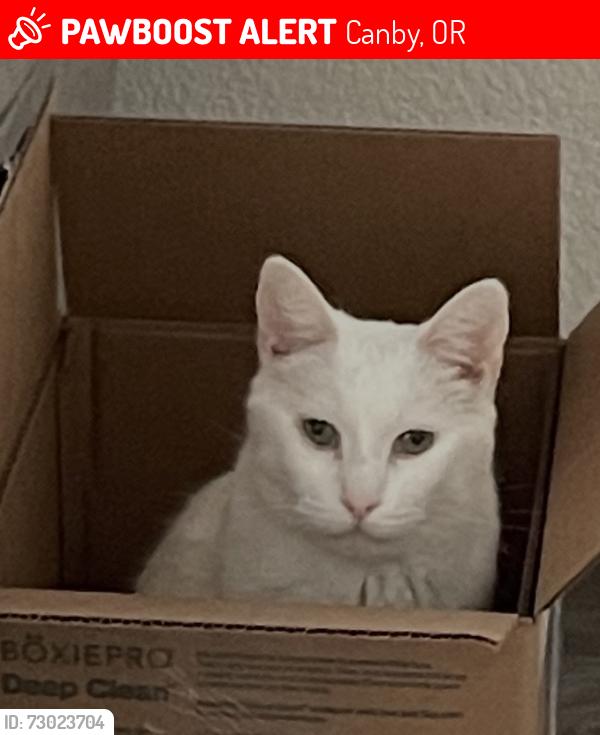 Lost Male Cat last seen twp, Canby, OR 97013