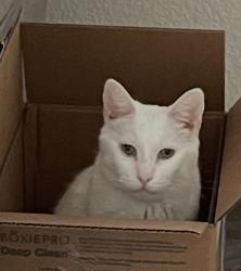 Lost Male Cat last seen twp, Canby, OR 97013