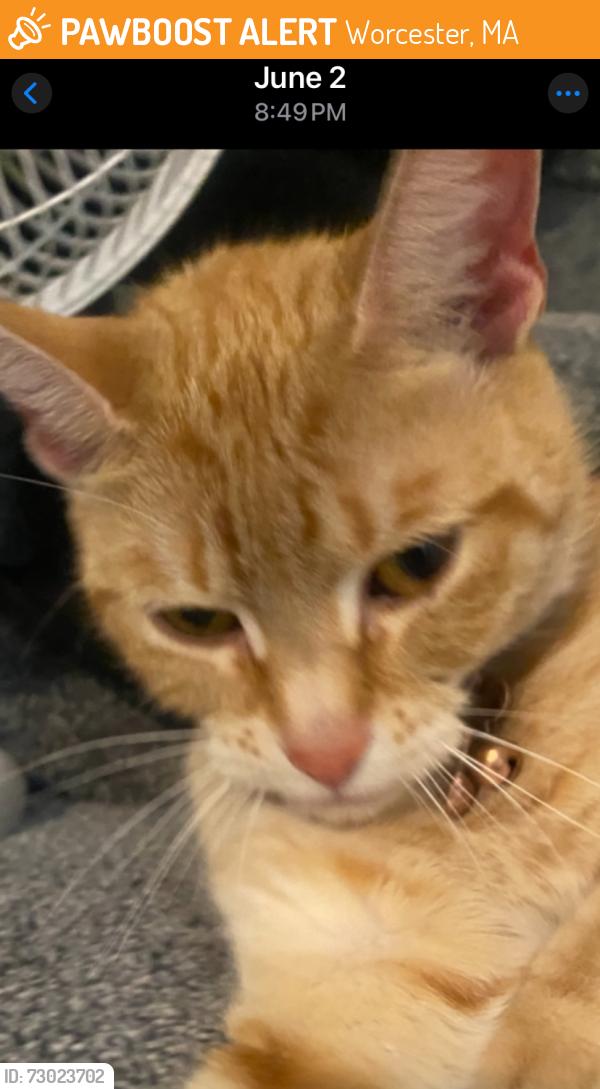Found/Stray Female Cat last seen Hadwen market, Worcester, MA 01603