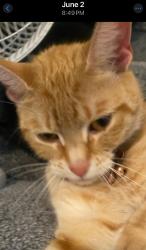Found/Stray Female Cat last seen Hadwen market, Worcester, MA 01603