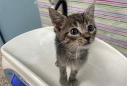 Shelter Stray Male Cat last seen Colony Dr, Lucas County, OH, 827 Illinois Ave, Maumee, OH 43537, USA