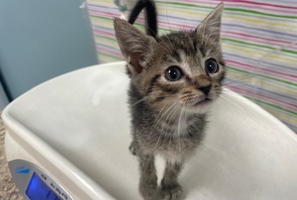 Shelter Stray Male Cat last seen Colony Dr, Lucas County, OH, 827 Illinois Ave, Maumee, OH 43537, USA