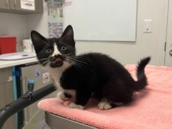 Shelter Stray Female Cat last seen Near Oak St, KCMO, 64111, 64111, MO, 7077 Elmwood Ave, Kansas City, MO 64132, USA