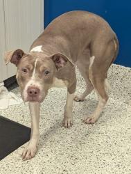 Shelter Stray Female Dog last seen Near Valleydale Dr., Atlanta, GA, 1251 Fulton Industrial Blvd NW, Atlanta, GA 30336, USA