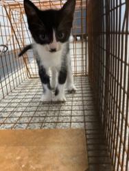 Shelter Stray Female Cat last seen Odhams flower shop, New Bern City Limits, NC, 1639 Old Airport Rd, New Bern, NC 28562, USA