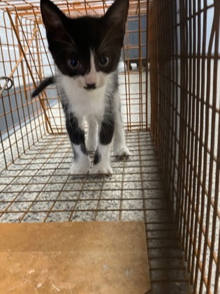 Shelter Stray Female Cat last seen Odhams flower shop, New Bern City Limits, NC, 1639 Old Airport Rd, New Bern, NC 28562, USA
