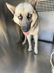 Shelter Stray Male Dog last seen Near SUNSCAPE LN S, South District, TX, 355 Hillshire Dr, Haslet, TX 76052, USA