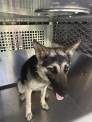Shelter Stray Male Dog last seen Near SUNSCAPE LN S, South District, TX, 355 Hillshire Dr, Haslet, TX 76052, USA