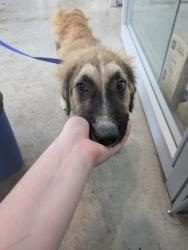 Shelter Stray Male Dog last seen Saginaw Blvd, West District, TX, 355 Hillshire Dr, Haslet, TX 76052, USA