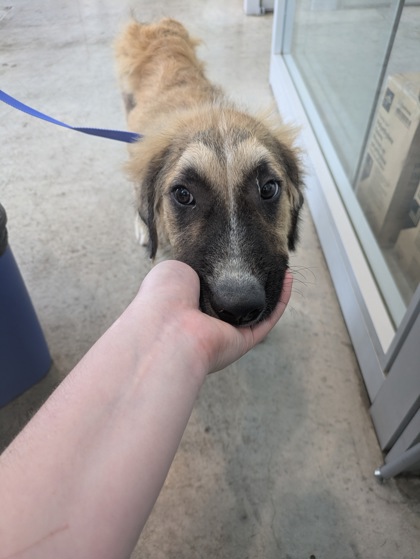 Shelter Stray Male Dog last seen Saginaw Blvd, West District, TX, 355 Hillshire Dr, Haslet, TX 76052, USA