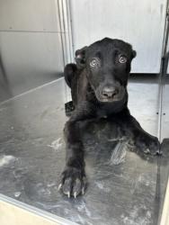 Shelter Stray Female Dog last seen Near E Harvey Ave, Central District, TX, 355 Hillshire Dr, Haslet, TX 76052, USA
