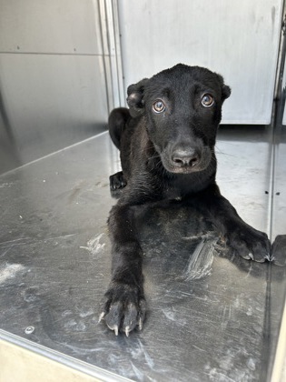 Shelter Stray Female Dog last seen Near E Harvey Ave, Central District, TX, 355 Hillshire Dr, Haslet, TX 76052, USA