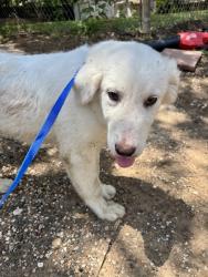 Shelter Stray Female Dog last seen Near EDNEY ST, South District, TX, 355 Hillshire Dr, Haslet, TX 76052, USA