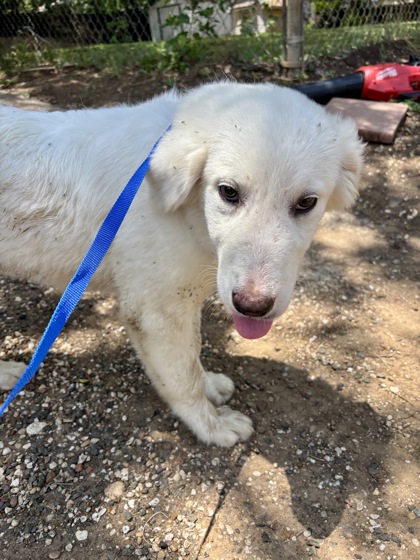Shelter Stray Female Dog last seen Near EDNEY ST, South District, TX, 355 Hillshire Dr, Haslet, TX 76052, USA
