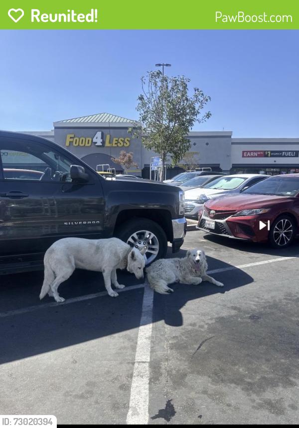 Reunited Unknown Dog last seen Van Buren Boulevard & California Ave, Riverside, CA 92503, USA, Riverside, CA 92503