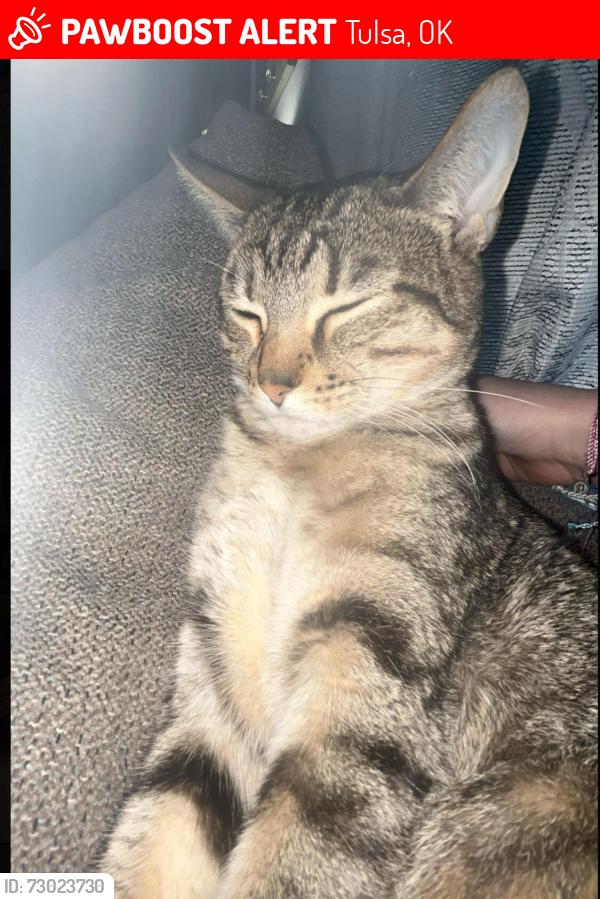 Lost Female Cat last seen 41st and Sheridan, Tulsa, OK 74135