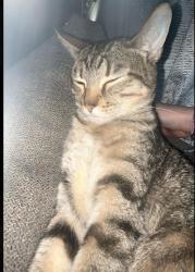 Lost Female Cat last seen 41st and Sheridan, Tulsa, OK 74135