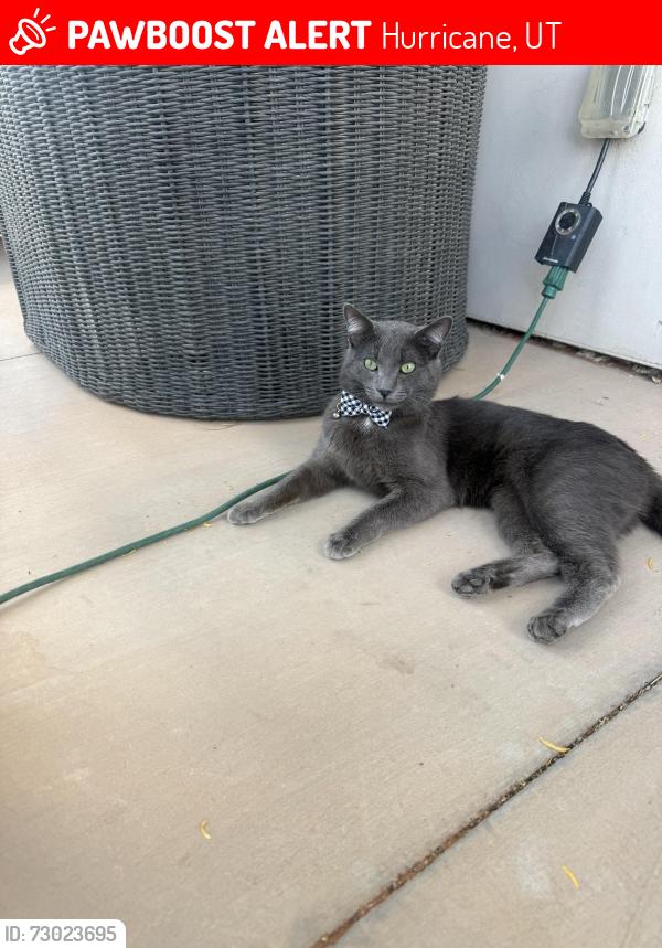 Lost Male Cat last seen Near s 3750 w hurricane, Utah 84737, Hurricane, UT 84737