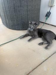 Lost Male Cat last seen Near s 3750 w hurricane, Utah 84737, Hurricane, UT 84737