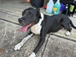 Reunited Male Dog last seen Morningside Dr & Prairie Ln, Grand Prairie, TX 75052