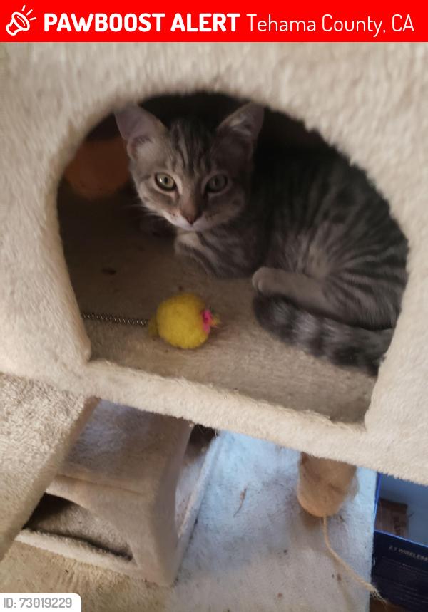 Lost Male Cat last seen Bowman rd and Pine Park rd, Tehama County, CA 96022