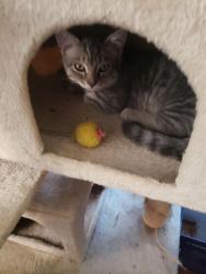 Lost Male Cat last seen Bowman rd and Pine Park rd, Tehama County, CA 96022