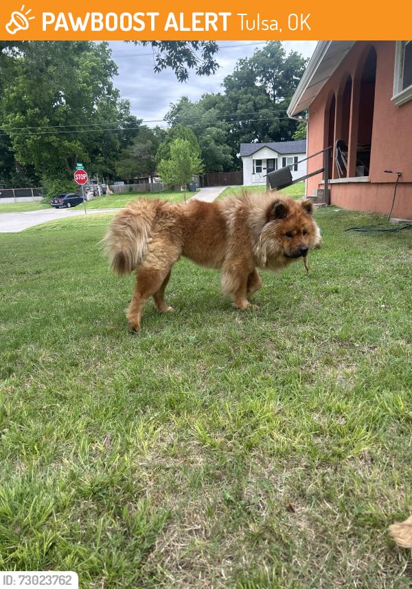 Found/Stray Male Dog last seen S. Quebec and 2nd, Tulsa, OK 74137
