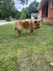 Found/Stray Male Dog last seen S. Quebec and 2nd, Tulsa, OK 74137