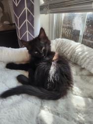 Reunited Female Cat last seen Pamela Dr, Fort Worth, TX 76116, USA, Fort Worth, TX 76116
